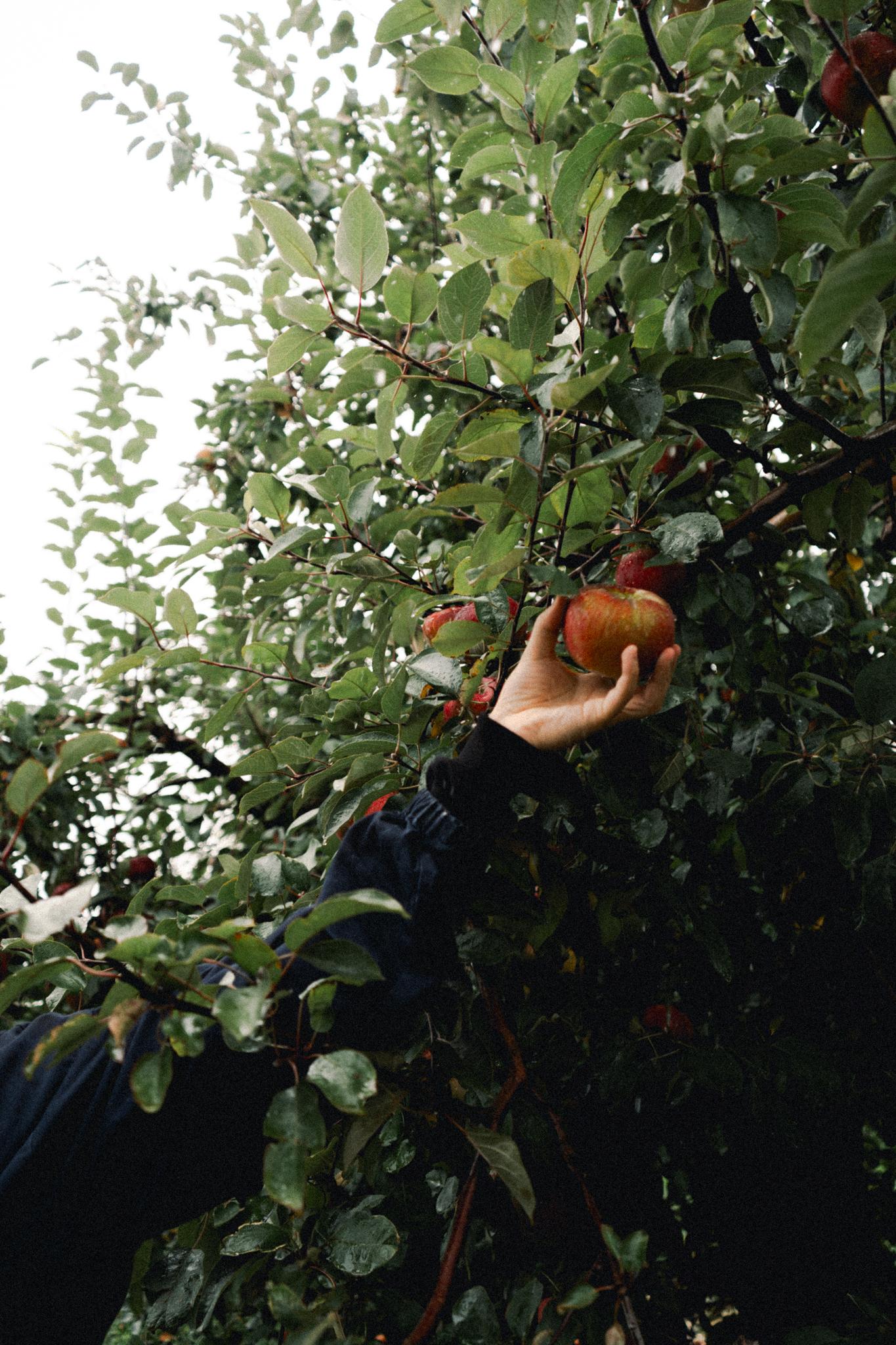 2023 Apple Picking